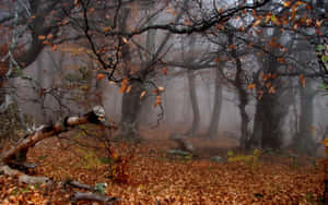 Caption: Fall Mist In A Serene Forest Wallpaper