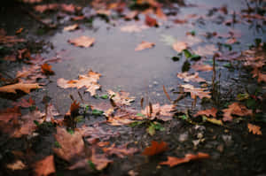 Caption: Fall Rain In A Forest Wallpaper