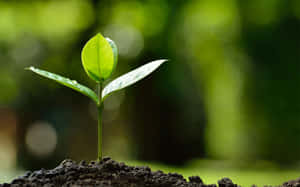 Caption: Farmer Working In A Fertile Organic Field Wallpaper