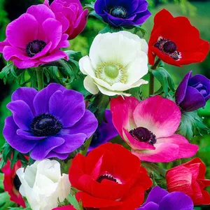 Caption: Fascinating Beauty Of Blooming Anemone Flowers Wallpaper