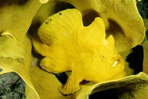 Caption: Fascinating Frogfish In Its Natural Habitat Wallpaper