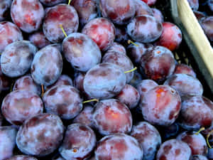 Caption: Freshly Plucked Organic Italian Prune Plums Wallpaper