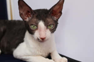 Caption: Gorgeous Cornish Rex Cat Relaxing On The Floor Wallpaper