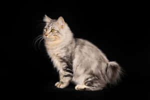 Caption: Graceful Kurilian Bobtail Cat Lounging On A Cushion Wallpaper