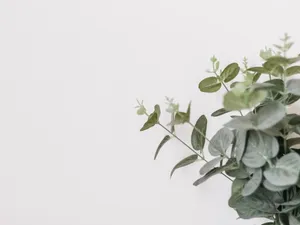 Caption: Indoor Eucalyptus Plant Perfect For Lively Home Decor Wallpaper