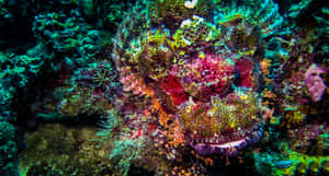 Caption: Intriguing Beauty Of The Stonefish Wallpaper