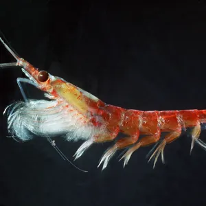 Caption: Krill Swarming In The Deep Blue Ocean Wallpaper