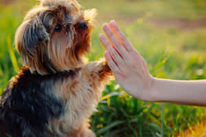 Caption: Loyal Dog Waiting Patiently Wallpaper