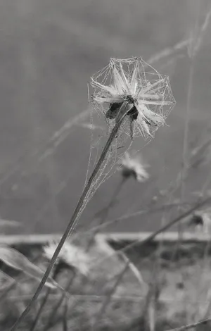 Caption: Luminescent Pure White Screen Wallpaper