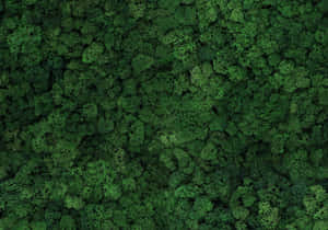 Caption: Lush Green Moss On Forest Ground Wallpaper