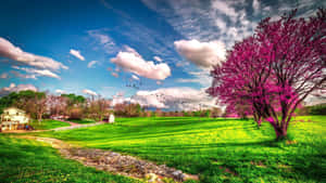 Caption: Lush Spring Landscape With Flowering Trees And Blue Sky Wallpaper