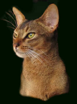 Caption: Majestic Abyssinian Cat Lounging On A Tree Branch Wallpaper