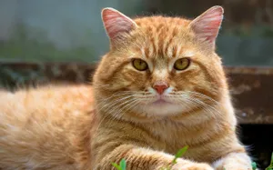 Caption: Majestic American Bobtail Cat Wallpaper