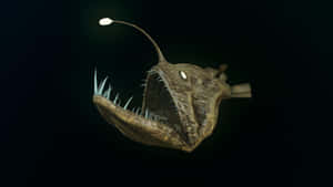 Caption: Majestic Anglerfish In Deep-sea Habitat Wallpaper