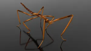 Caption: Majestic Arrow Crab In Its Natural Habitat Wallpaper