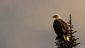 Caption: Majestic Bald Eagle Perched On A Branch Wallpaper