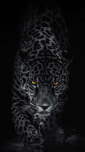 Caption: Majestic Black Leopard In Its Natural Habitat Wallpaper