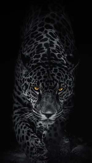 Caption: Majestic Black Leopard In Its Natural Habitat Wallpaper
