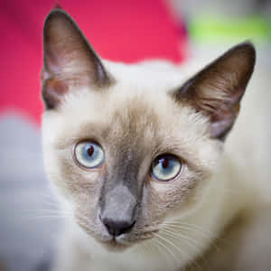 Caption: Majestic Blue Russian Cat Lounging On The Floor Wallpaper