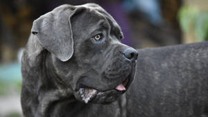 Caption: Majestic Cane Corso Italiano Dog Stance Wallpaper