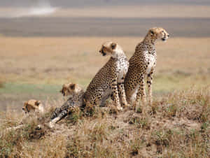 Caption: Majestic Cheetahs In The Captivating Serengeti National Park Wallpaper