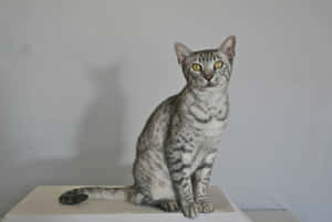 Caption: Majestic Egyptian Mau Lounging Gracefully Wallpaper