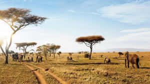 Caption: Majestic Elephants Roaming In Serengeti National Park Wallpaper
