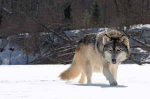 Caption: Majestic Gray Wolf In The Wilderness Wallpaper