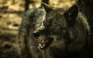 Caption: Majestic Gray Wolf Roaming The Wilderness Wallpaper