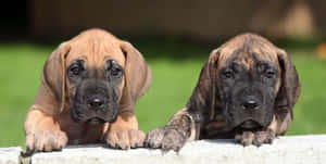 Caption: Majestic Great Dane Enjoying Outdoors Wallpaper