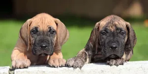 Caption: Majestic Great Dane Enjoying Outdoors Wallpaper