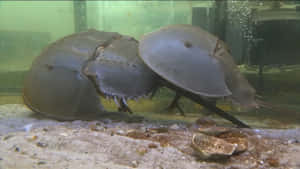 Caption: Majestic Horseshoe Crab On The Shore Wallpaper
