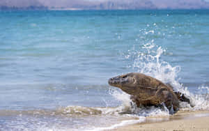 Caption: Majestic Komodo Dragon Roaming In Wild Komodo Island Wallpaper