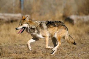 Caption: Majestic Mexican Wolf In The Wild Wallpaper