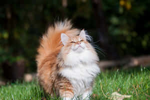 Caption: Majestic Norwegian Forest Cat Enjoying Nature Wallpaper