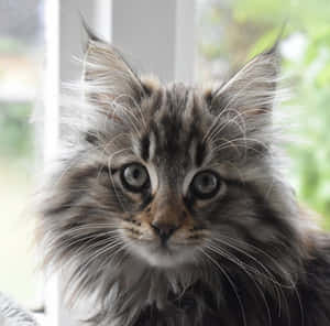 Caption: Majestic Norwegian Forest Cat Relaxing In Nature Wallpaper