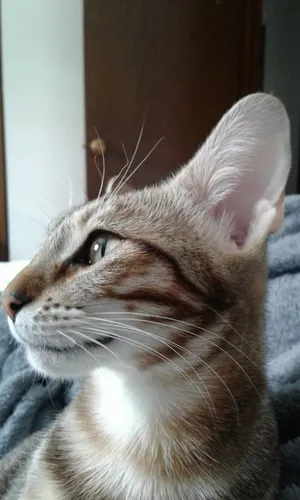 Caption: Majestic Sokoke Cat Posing Wallpaper