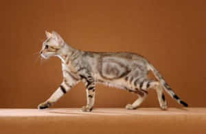 Caption: Majestic Sokoke Cat Relaxing Outdoors Wallpaper