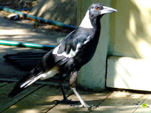 Caption: Majestic Sunset Over Snowcapped Mountains Wallpaper