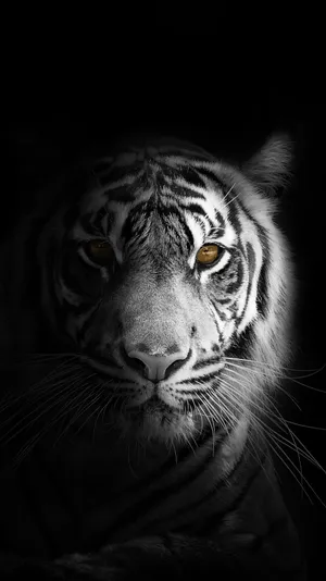 Caption: Majestic Tiger In All Black Background Wallpaper
