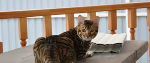Caption: Majestic Toyger In Natural Habitat Wallpaper
