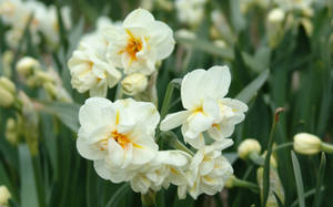 Caption: Majestic View Of Sir Winston Churchill Narcissus Flowers Wallpaper