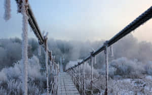 Caption: Majestic Winter Trees In A Snowy Landscape Wallpaper