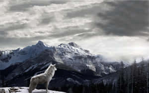 Caption: Majestic Wolf In The Mountains Wallpaper