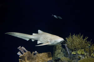 Caption: Majestic Zebra Shark Swimming In Tropical Waters Wallpaper