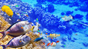 Caption: Mesmerizing Underwater Serenity In 4k Resolution Wallpaper