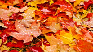 Caption: Morning Dew On Colorful Autumn Leaves Wallpaper