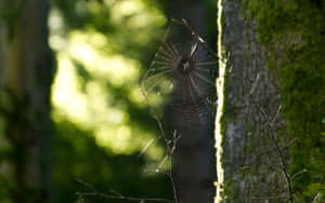 Caption: Mysterious Cobwebs On Old Wall Wallpaper