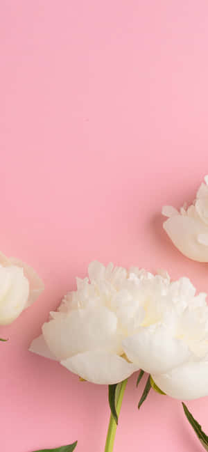 Caption: Peony Petals Close-up - Iphone Wallpaper Wallpaper