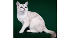 Caption: Playful Burmilla Cat On A Ledge Wallpaper